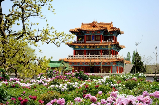 （菏澤曹州牡丹園天香閣。圖片來源：菏澤市攝影家協會）